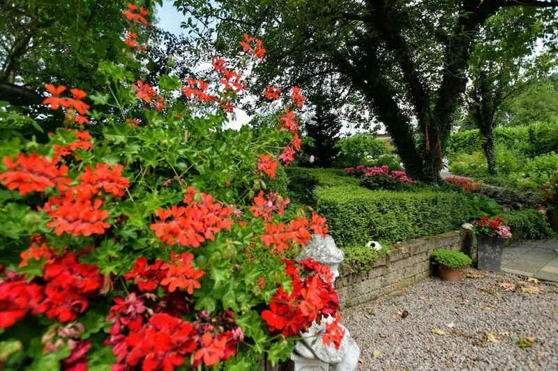 Rote und rosa Geranien im Vordergrund, dahinter Hecken, ein Kiesweg und hohe Bäume im Garten.